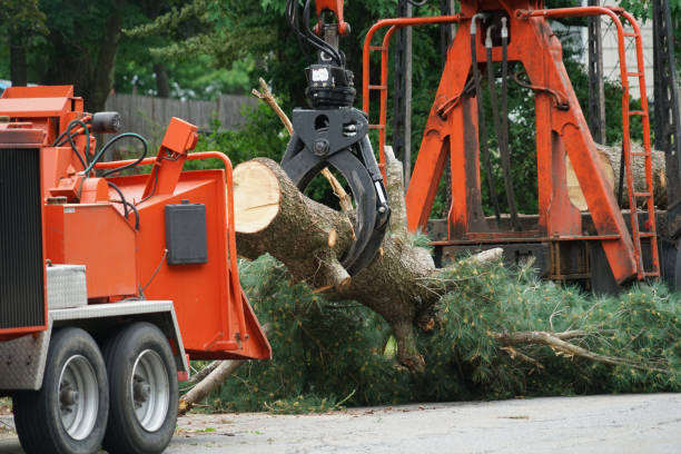 Best Firewood Processing and Delivery  in Southern Gateway, VA