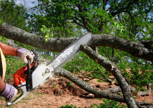 Southern Gateway, VA Tree Care Services Company